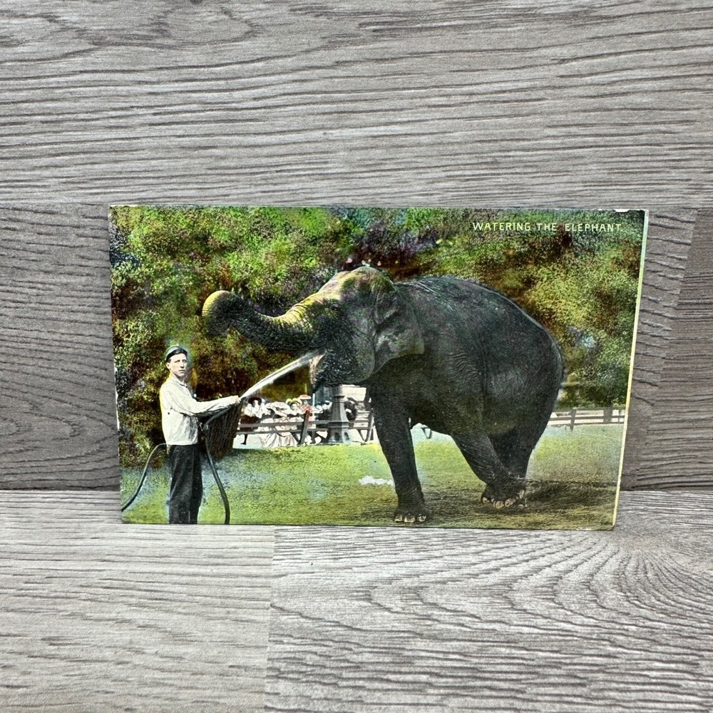 Vintage Postcard Watering the Elephant 1911 Chicago Postmark Green 1c Stamp
